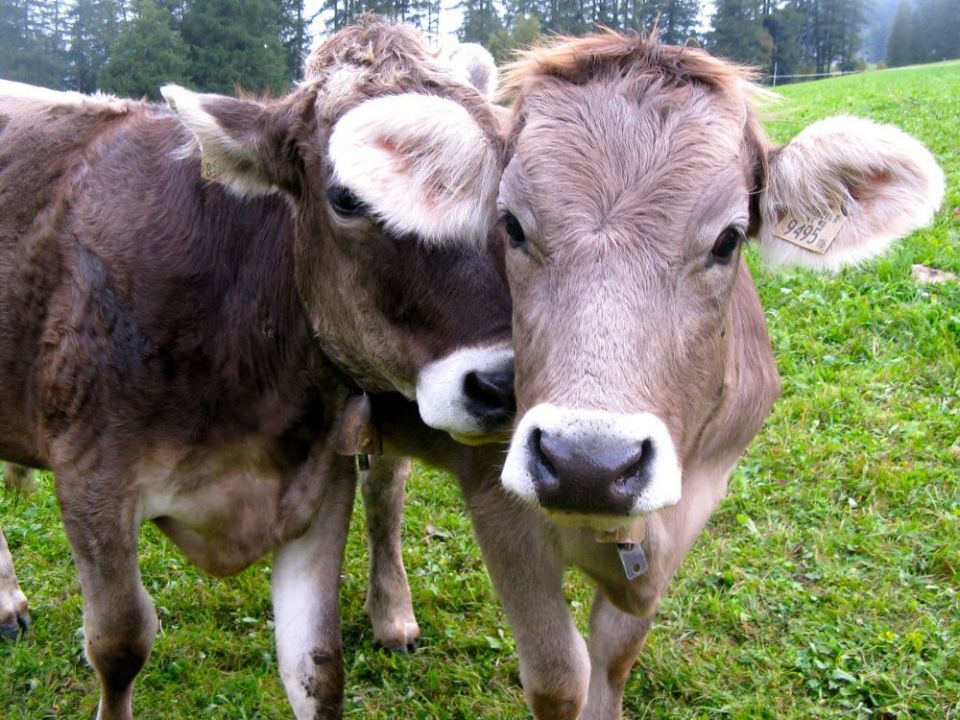austria_cows.jpg