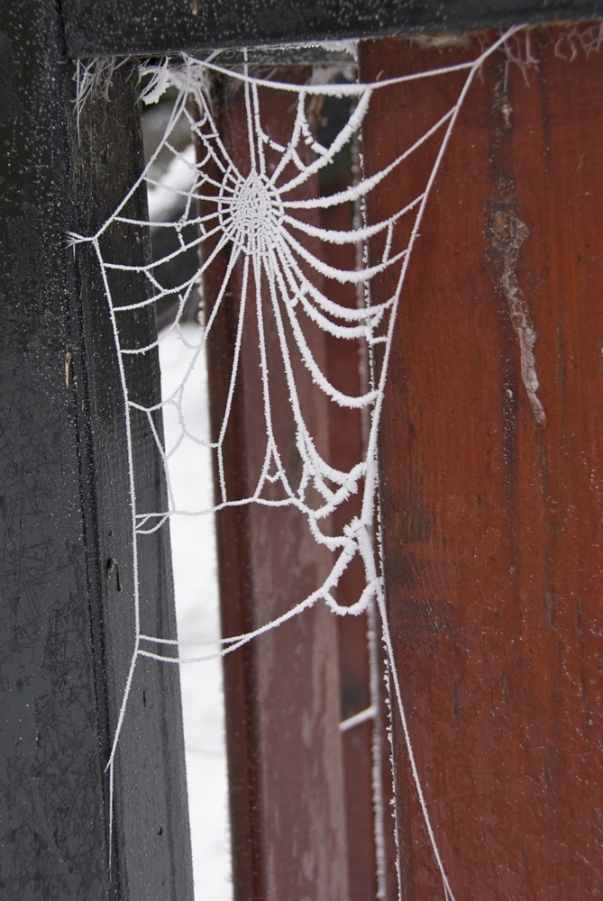 scotland_perth_spider_web_frost.jpg